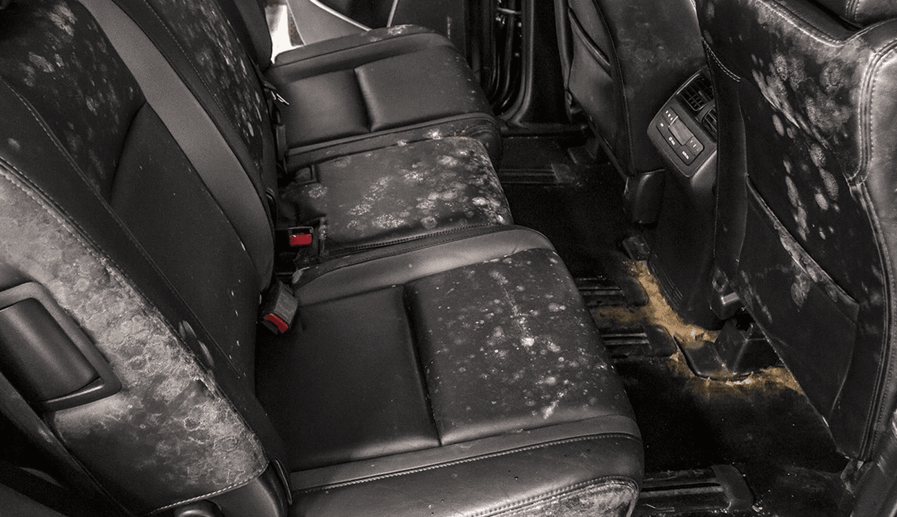 Flood Damage / Mold Extraction